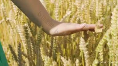 特写镜头的女人走在田野里，触摸着柔软成熟的小麦穗